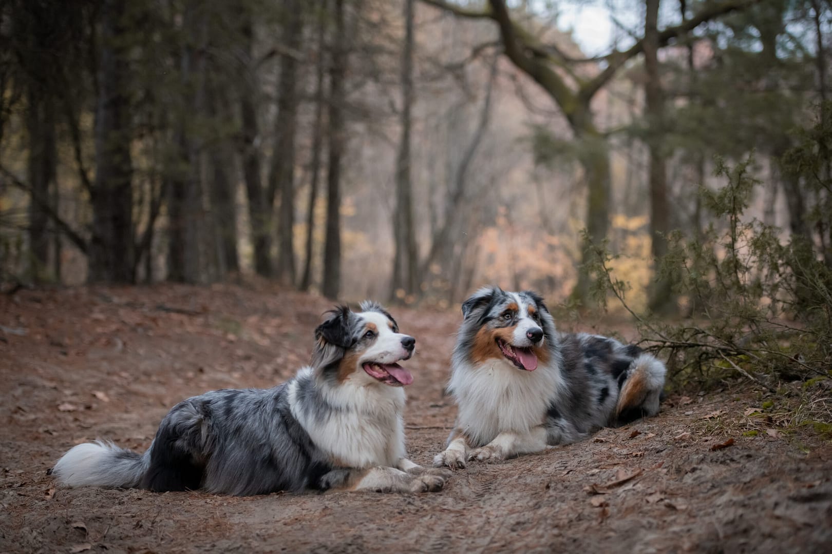 ZOSTAŃ w domu i na spacerze