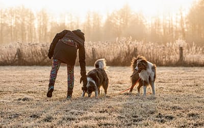 Dlaczego pies zjada śmieci?