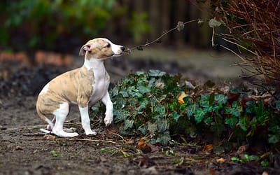 Jak zacząć edukację psa i na co zwrócić uwagę wybierając dla psa zajęcia?