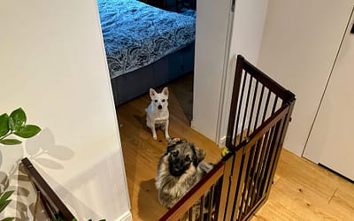 Pies Śledzik – czyli mój pies ciagle za mną chodzi