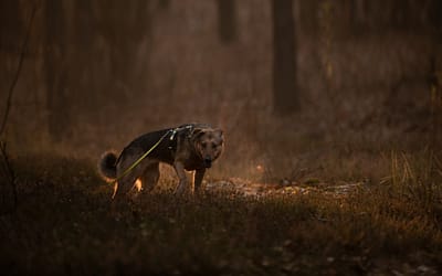 Pies naszym zwierciadłem – lęk, strach, pewność siebie – Twoje czy psa ?