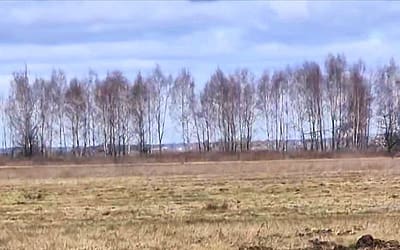 Wolność dla Basenji