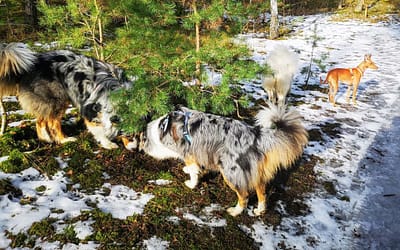 Dorosłe psy – budowanie relacji