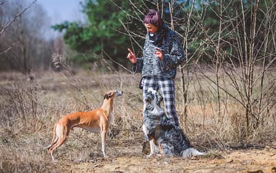 „Czy to prawda, że pies powinien mieć jednego „przewodnika”?