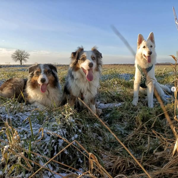 pies-2 trzy psy na polach