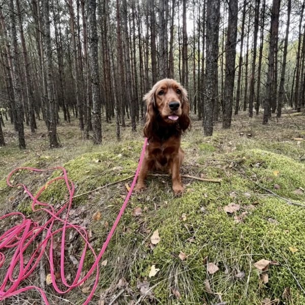 pies-1 spaniel na treningu